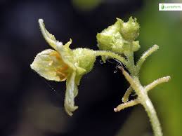 Attēlu rezultāti vaicājumam “Bryonia alba bud”