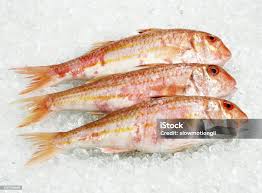 Image result for Mullus surmuletus