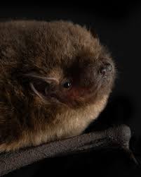 Attēlu rezultāti vaicājumam “Pipistrellus pygmaeus”