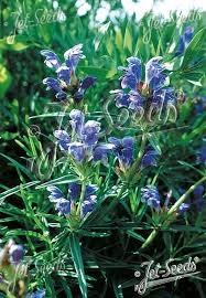 Attēlu rezultāti vaicājumam “Dracocephalum ruyschiana fruit”