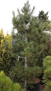 Attēlu rezultāti vaicājumam “Pinus peuce”