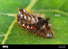 Attēlu rezultāti vaicājumam “Acronicta rumicis”