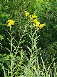 Attēlu rezultāti vaicājumam “Jacobaea paludosa”