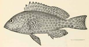 Image result for Epinephelus andersoni