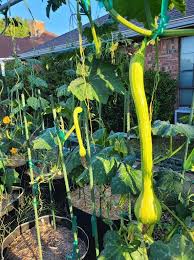 Image result for tromboncino