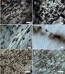 Attēlu rezultāti vaicājumam “Xylographa paralella”