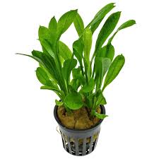 Attēlu rezultāti vaicājumam “Lobelia dortmanna leaf”