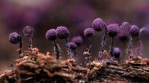 Attēlu rezultāti vaicājumam “Cribraria purpurea macro”