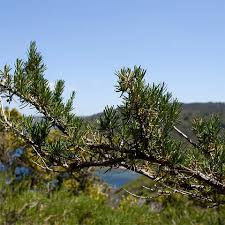 Image result for Rosmarin