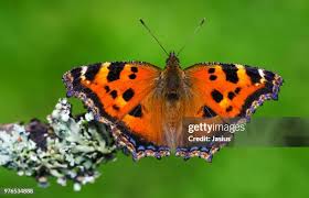 Attēlu rezultāti vaicājumam “Nymphalis xanthomelas”