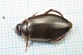 Attēlu rezultāti vaicājumam “Colymbetes striatus”