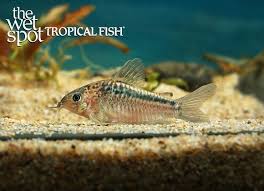 Image result for fish corydoras