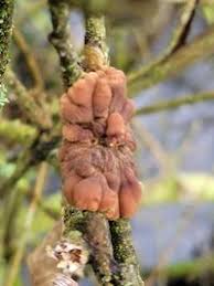 Attēlu rezultāti vaicājumam “Hypocreopsis lichenoides”