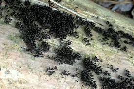 Attēlu rezultāti vaicājumam “Stemonitopsis aequalis var. microspora spores”