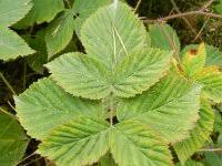 Attēlu rezultāti vaicājumam “Rubus nessensis fruit”