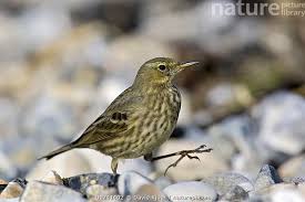Image result for Anthus petrosus
