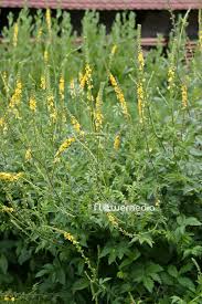 Attēlu rezultāti vaicājumam “Agrimonia eupatoria”