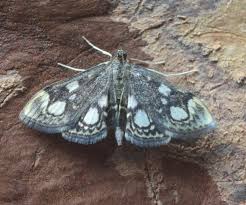 Attēlu rezultāti vaicājumam “Anania stachydalis”