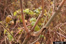 Attēlu rezultāti vaicājumam “Hymenoscyphus fraxineus”