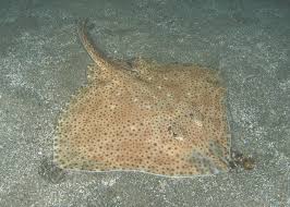 Image result for Raja montagui