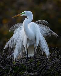 Attēlu rezultāti vaicājumam “Egretta alba adult”