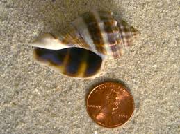 Image result for Melongena corona