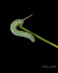 Attēlu rezultāti vaicājumam “Zicrona caerulea nymph”