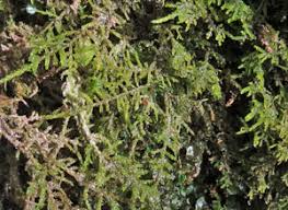 Attēlu rezultāti vaicājumam “Palustriella commutata sporophyte”