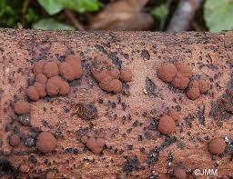 Attēlu rezultāti vaicājumam “Hypoxylon fragiforme / howeianum”