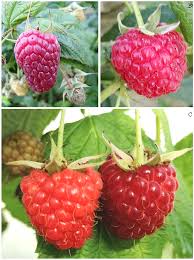 Attēlu rezultāti vaicājumam “Rubus idaeus fruit”