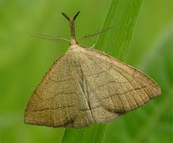 Attēlu rezultāti vaicājumam “Polypogon tentacularius”