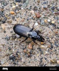 Attēlu rezultāti vaicājumam “Pterostichus melanarius”