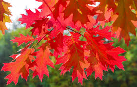 Attēlu rezultāti vaicājumam “Quercus rubra”