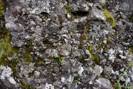 Attēlu rezultāti vaicājumam “Cladopodiella francisci macro”