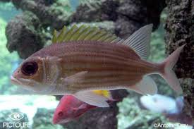 Image result for Holocentrus adscensionis