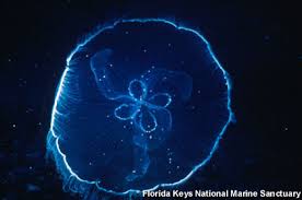 Attēlu rezultāti vaicājumam “Mylia anomala”