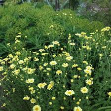 Attēlu rezultāti vaicājumam “Anthemis tinctoria”