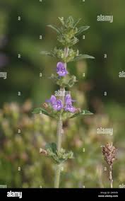 Attēlu rezultāti vaicājumam “Acinos arvensis leaf”