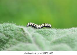 Attēlu rezultāti vaicājumam “Cucullia verbasci larva”