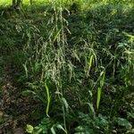 Attēlu rezultāti vaicājumam “Milium effusum flower”
