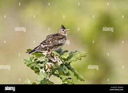 Attēlu rezultāti vaicājumam “Alauda arvensis adult”