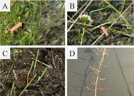 Attēlu rezultāti vaicājumam “Cardaminopsis arenosa fruit”