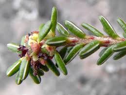 Attēlu rezultāti vaicājumam “Empetraceae”