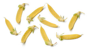 Attēlu rezultāti vaicājumam “Pisum sativum fruit”