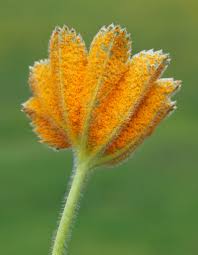 Attēlu rezultāti vaicājumam “Trachyspora intrusa”