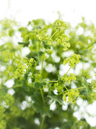 Image result for Frauenmantel