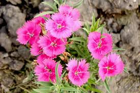 Image result for Dianthus