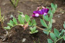 Attēlu rezultāti vaicājumam “Lathyrus japonicus subsp. maritimus fruit”