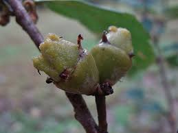 Attēlu rezultāti vaicājumam “Hamamelis vernalis bud”