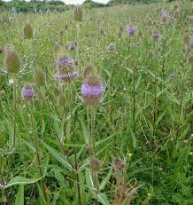 Image result for Dipsacus silvestris